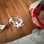 Olin is registered to the contest to win money with this photo: cat, orange_and_white_cat, wooden_floor, indoor, curious, looking_up, bedspread, patterned_bedspread, bag, cozy, pet, domestic_cat, flooring, whiskers, ears, tail, collar, home, feline, animal
