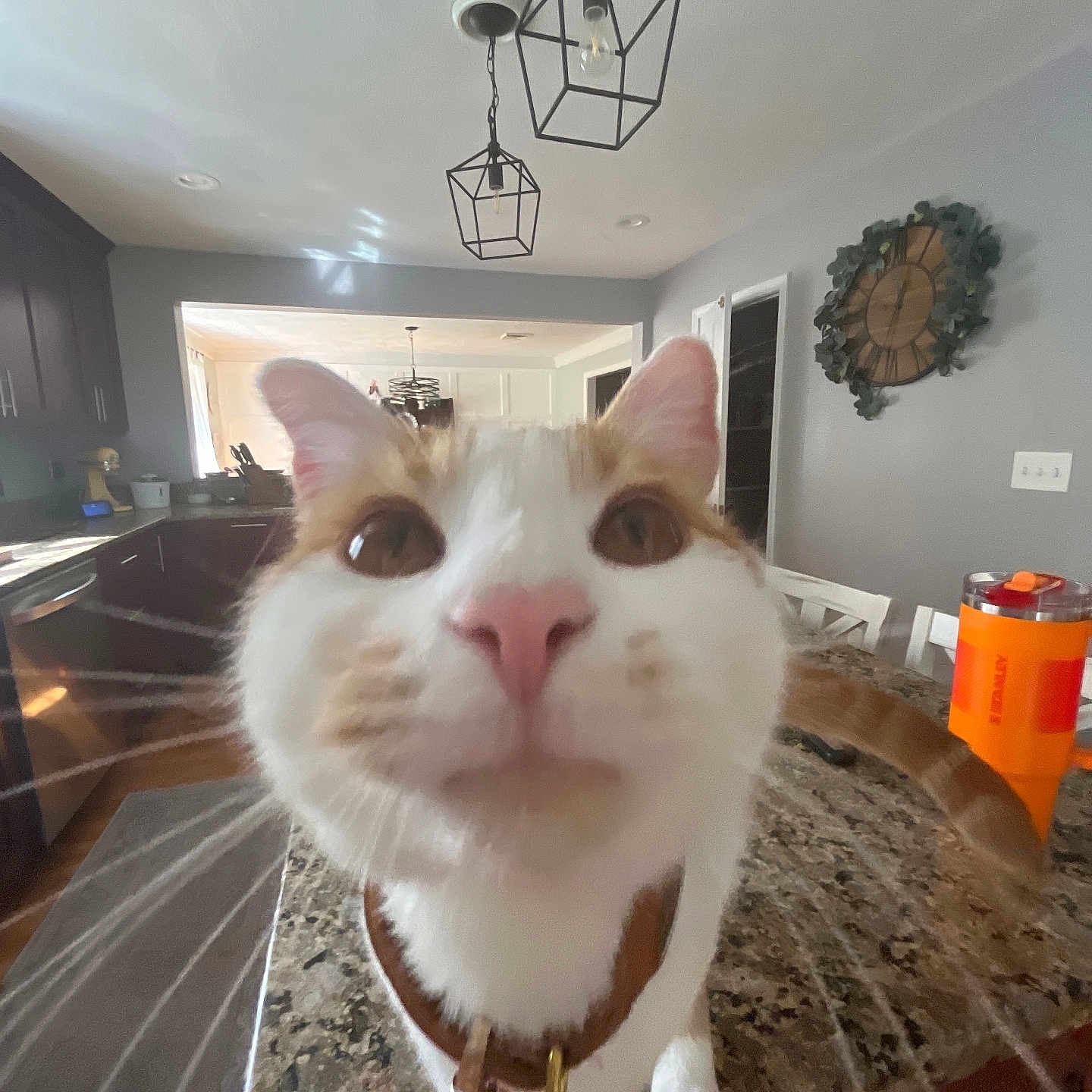 Olin is registered to the contest to win money with this photo: animal_face, bell, cat, clock, close_up, collar, countertop, curious, domestic_animal, feline, furniture, home, indoor, kitchen, light_fixture, orange_and_white, pet, pink_nose, table, whiskers