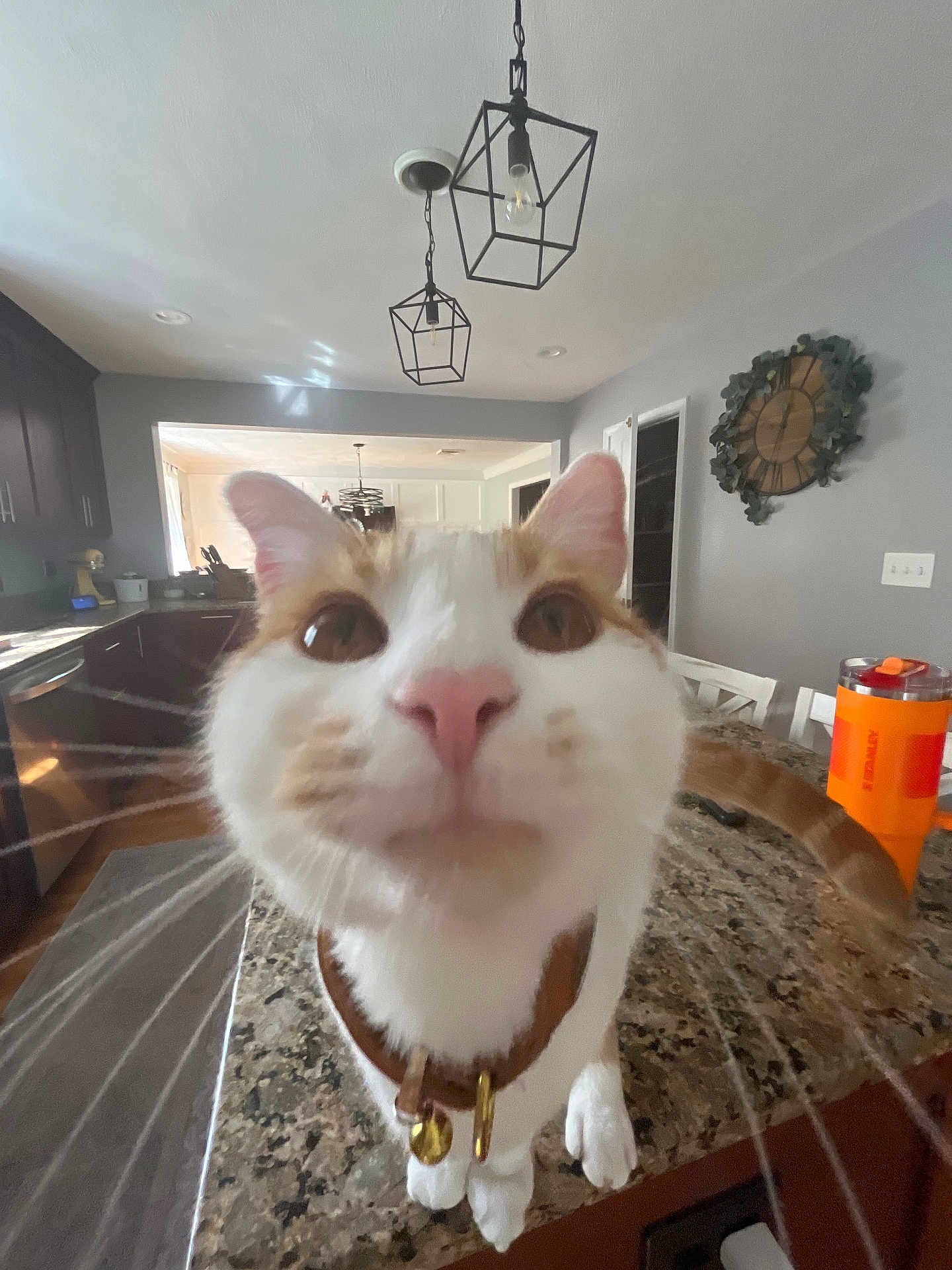 Olin is registered to the contest to win money with this photo: cat, close_up, kitchen, countertop, domestic_animal, whiskers, pet, curious, orange_and_white, collar, bell, feline, indoor, light_fixture, clock, furniture, table, home, animal_face, pink_nose
