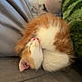 Olin is registered to the contest to win money with this photo: kitten, cat, sleeping, curled_up, orange, white, fur, couch, cushion, plush_toy, indoor, cozy, resting, pet, animal, cute, soft, nap, domestic, feline