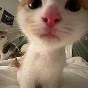 Olin is registered to the contest to win money with this photo: cat, kitten, close_up, curious, bed, blanket, indoor, pet, animal, feline, soft, whiskers, ears, nose, eyes, fur, domestic, cute, background, cozy