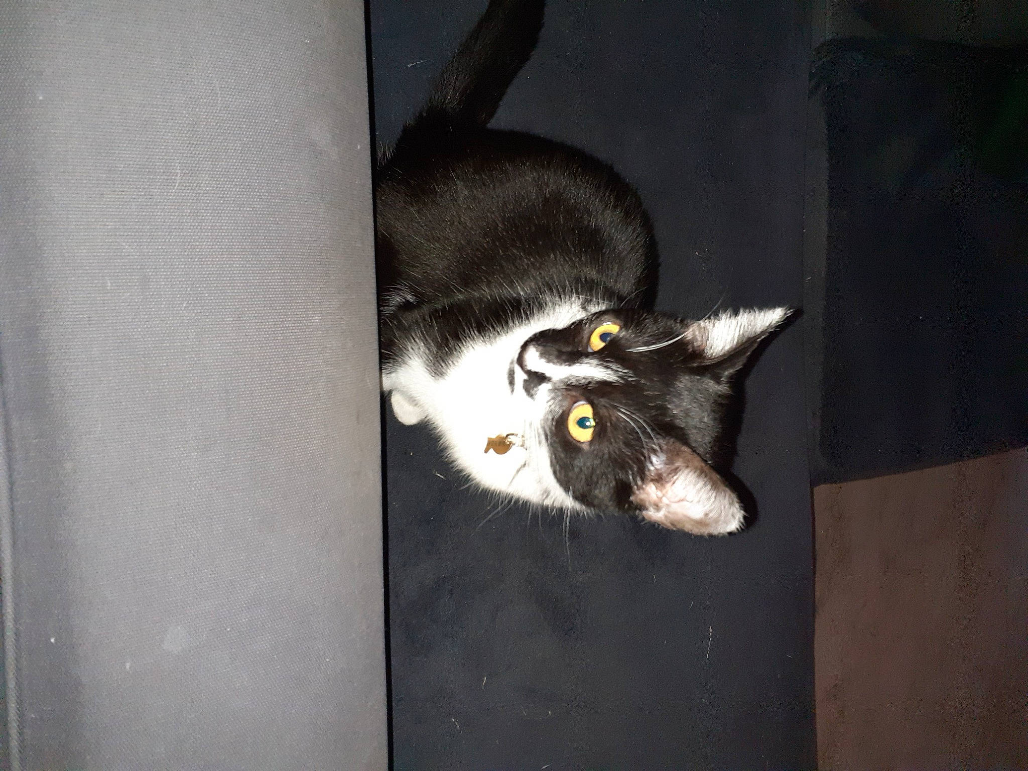 Naya participe au concours pour gagner de l'argent avec cette photo : black_cat, carnivore, cat, ceiling, comfort, darkness, domestic_short_haired_cat, eye, felidae, fur, grey, room, small_to_medium_sized_cats, snout, still_life_photography, tail, tree, whiskers, window, wood