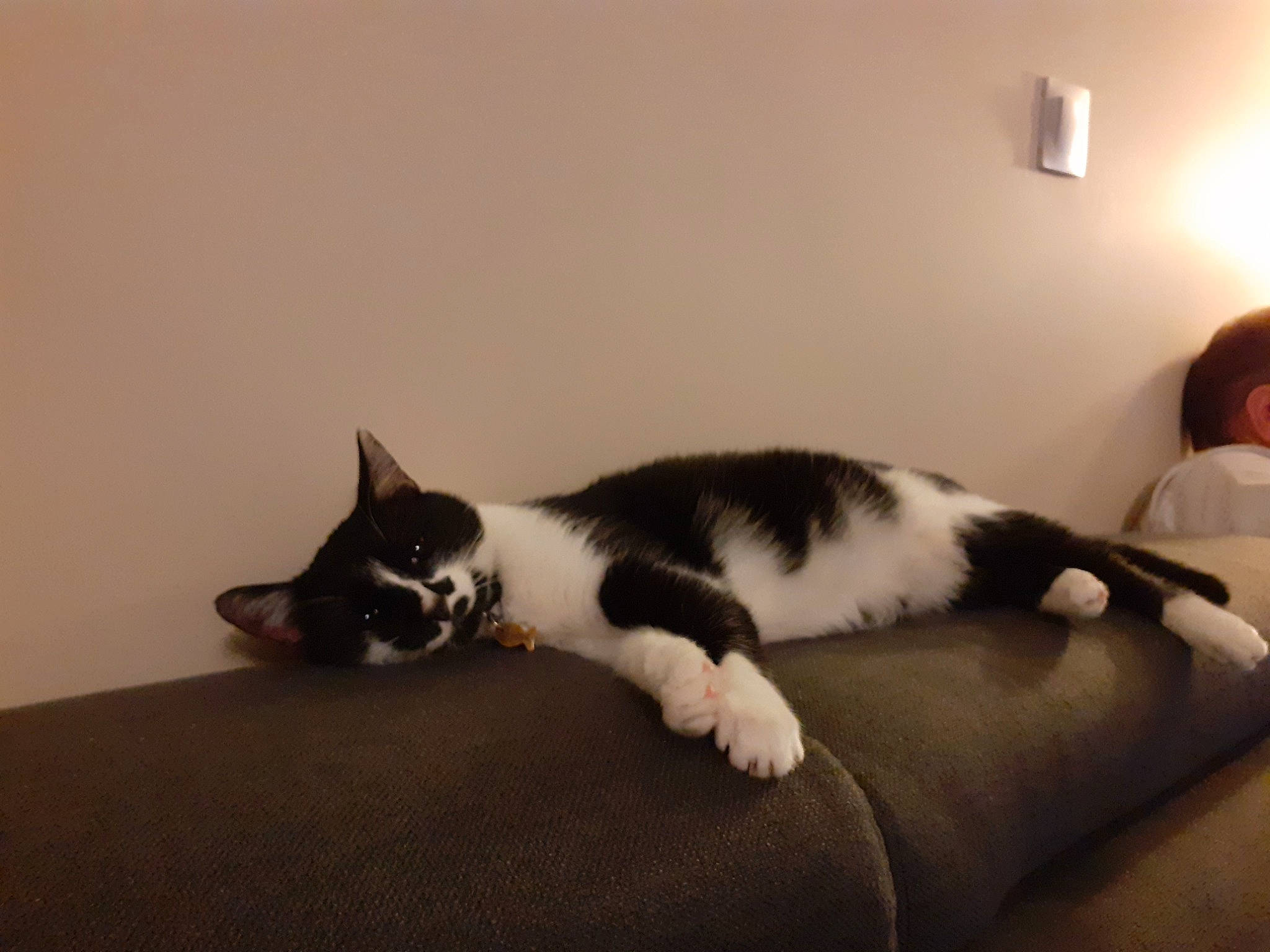 Naya participe au concours pour gagner de l'argent avec cette photo : canidae, carnivore, cat, comfort, domestic_short_haired_cat, felidae, flooring, fur, grey, hardwood, linens, mammal, monochrome_photography, paw, room, small_to_medium_sized_cats, tail, vertebrate, whiskers, wood