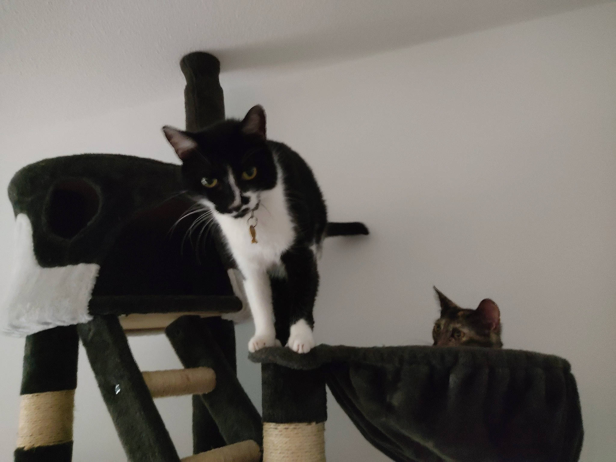 Naya participe au concours pour gagner de l'argent avec cette photo : black_cat, carnivore, cat, cat_supply, comfort, domestic_short_haired_cat, felidae, fur, grey, hardwood, mammal, room, sitting, small_to_medium_sized_cats, snout, tail, tree, vertebrate, whiskers, wood