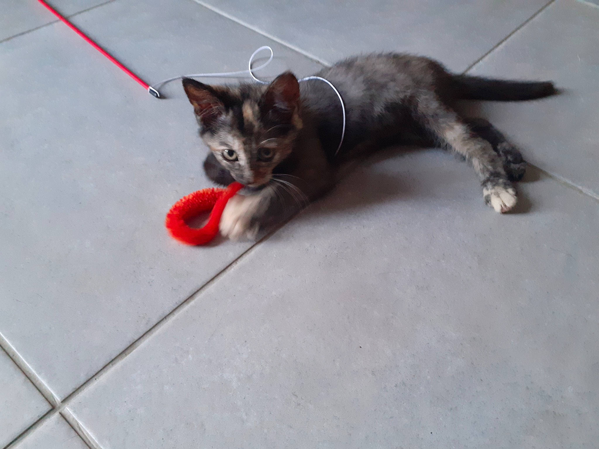 Sybelle participe au concours pour gagner de l'argent avec cette photo : asphalt, carnivore, cat, cat_toy, claw, comfort, dog_breed, domestic_short_haired_cat, felidae, floor, flooring, foot, fur, grey, human_leg, paw, road_surface, small_to_medium_sized_cats, tail, whiskers