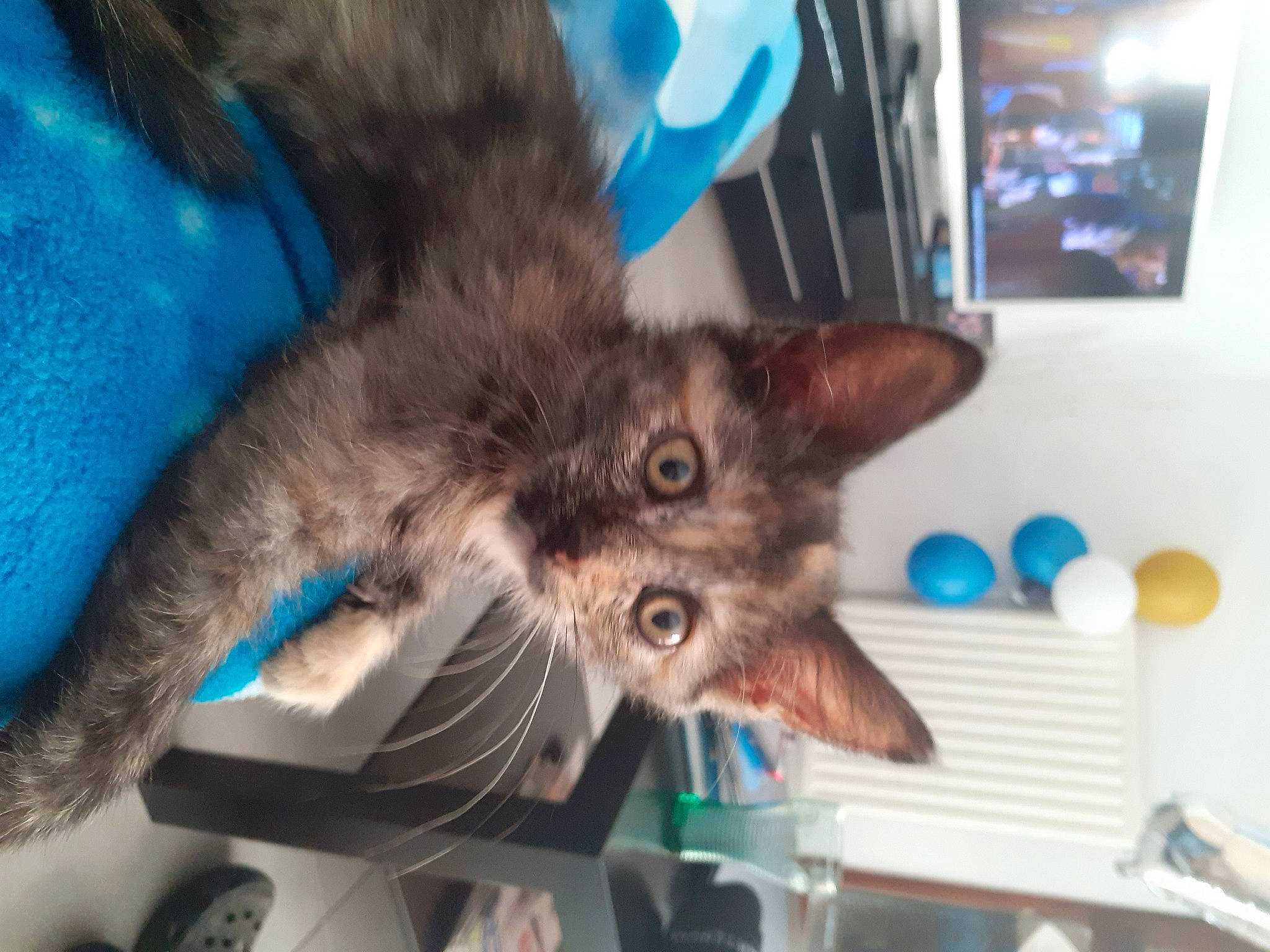 Sybelle