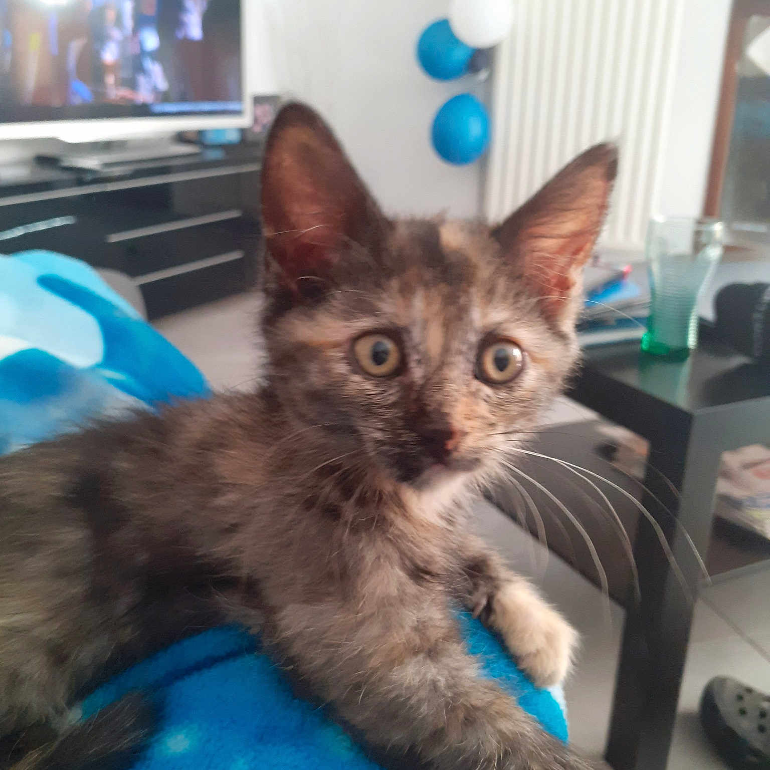 Sybelle