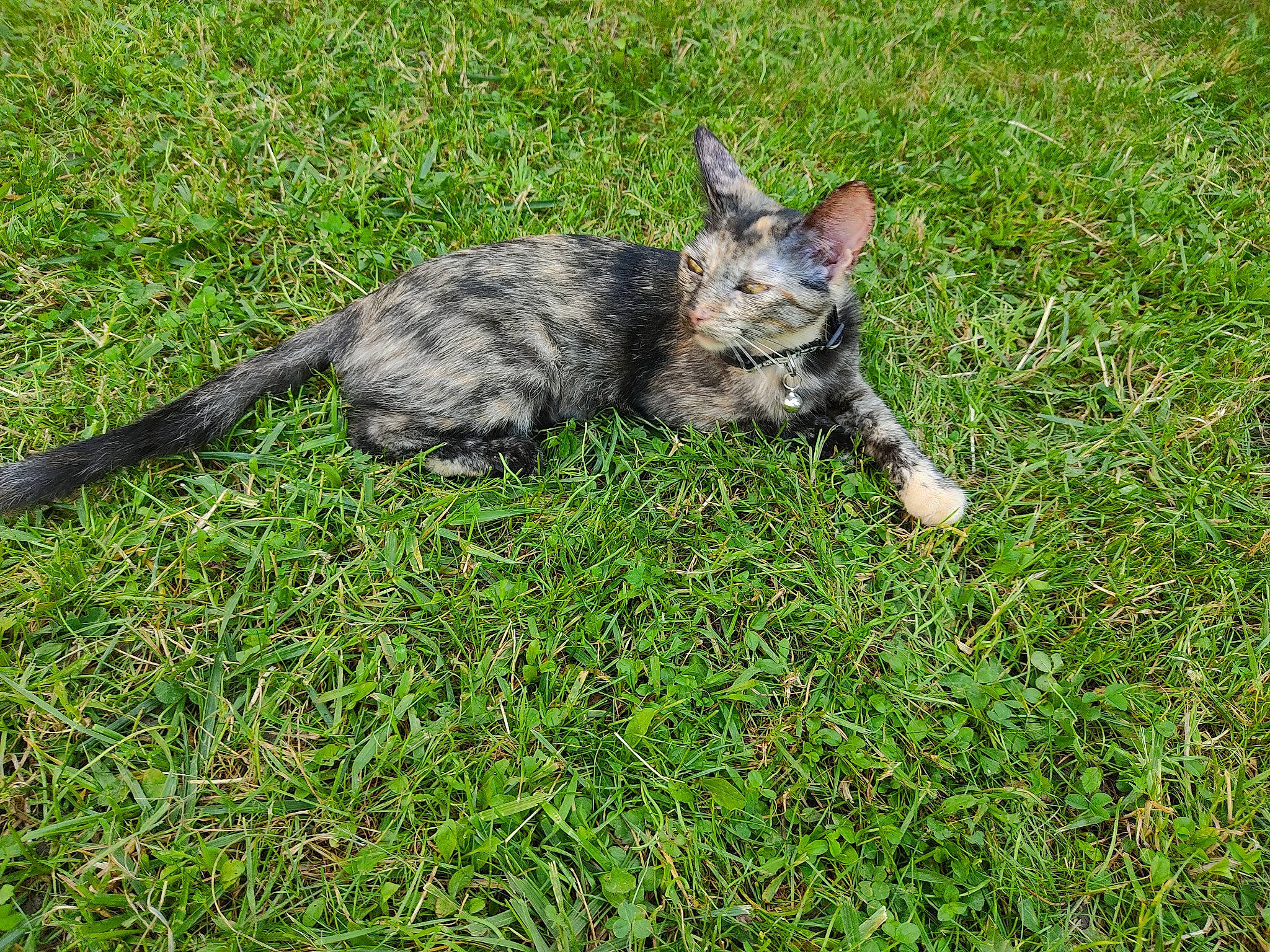Sybelle a rejoint le concours — aidez-le/la à gagner de superbes lots ! art, canidae, carnivore, cat, dog_breed, domestic_short_haired_cat, felidae, fur, grass, grassland, groundcover, herb, lawn, plant, small_to_medium_sized_cats, sporting_group, tail, terrestrial_animal, whiskers