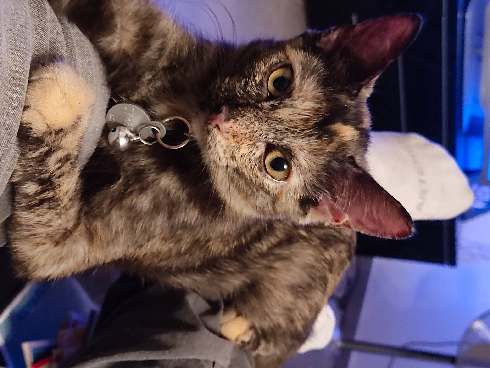Sybelle a rejoint le concours — aidez-le/la à gagner de superbes lots ! black_cat, canidae, carnivore, cat, claw, domestic_short_haired_cat, ear, eye, felidae, fur, gesture, lap, paw, small_to_medium_sized_cats, snout, tail, whiskers