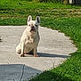 alone, animal, backyard, canine, concrete_path, daylight, dog, ears_up, french_bulldog, grass, greenery, guarding, nature, outdoor, pet, serious_expression, shadow, sitting, sunlight, white_dog