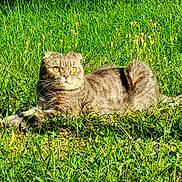 Dilo a rejoint le concours — aidez-le/la à gagner de superbes lots ! abyssinian, animal, backyard, cat, countryside, field, grass, grassland, green, kitten, lawn, manx, meadow, nature, outdoors, pet, plant, rural, vegetation, yard