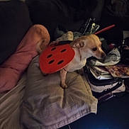 Foxy Brown is registered to the contest to win money with this photo: animal, blanket, clutter, computer_keyboard, costume, couch, cozy, cute, dim_lighting, dog, fabric, fur, furniture, home, indoor, ladybug, pet, pillow, small_dog, technology
