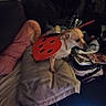 animal, blanket, clutter, computer_keyboard, costume, couch, cozy, cute, dim_lighting, dog, fabric, fur, furniture, home, indoor, ladybug, pet, pillow, small_dog, technology