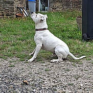 Iron participe au concours pour gagner de l'argent avec cette photo : animal, backyard, bin, collar, daylight, dog, garden, grass, gravel, howling, ladder, outdoors, pet, potted_plant, profile, rustic, sitting, stone_building, white_dog, window