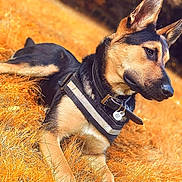 Leona a rejoint le concours — aidez-le/la à gagner de superbes lots ! alert, animal, black_and_tan, canine, close_up, collar, dog, dog_tag, dry_grass, grass, harness, large_dog, lying_down, outdoors, pet, pointed_ears, portrait, relaxed, sunlight, warm_tones