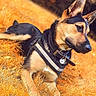 alert, animal, black_and_tan, canine, close_up, collar, dog, dog_tag, dry_grass, grass, harness, large_dog, lying_down, outdoors, pet, pointed_ears, portrait, relaxed, sunlight, warm_tones