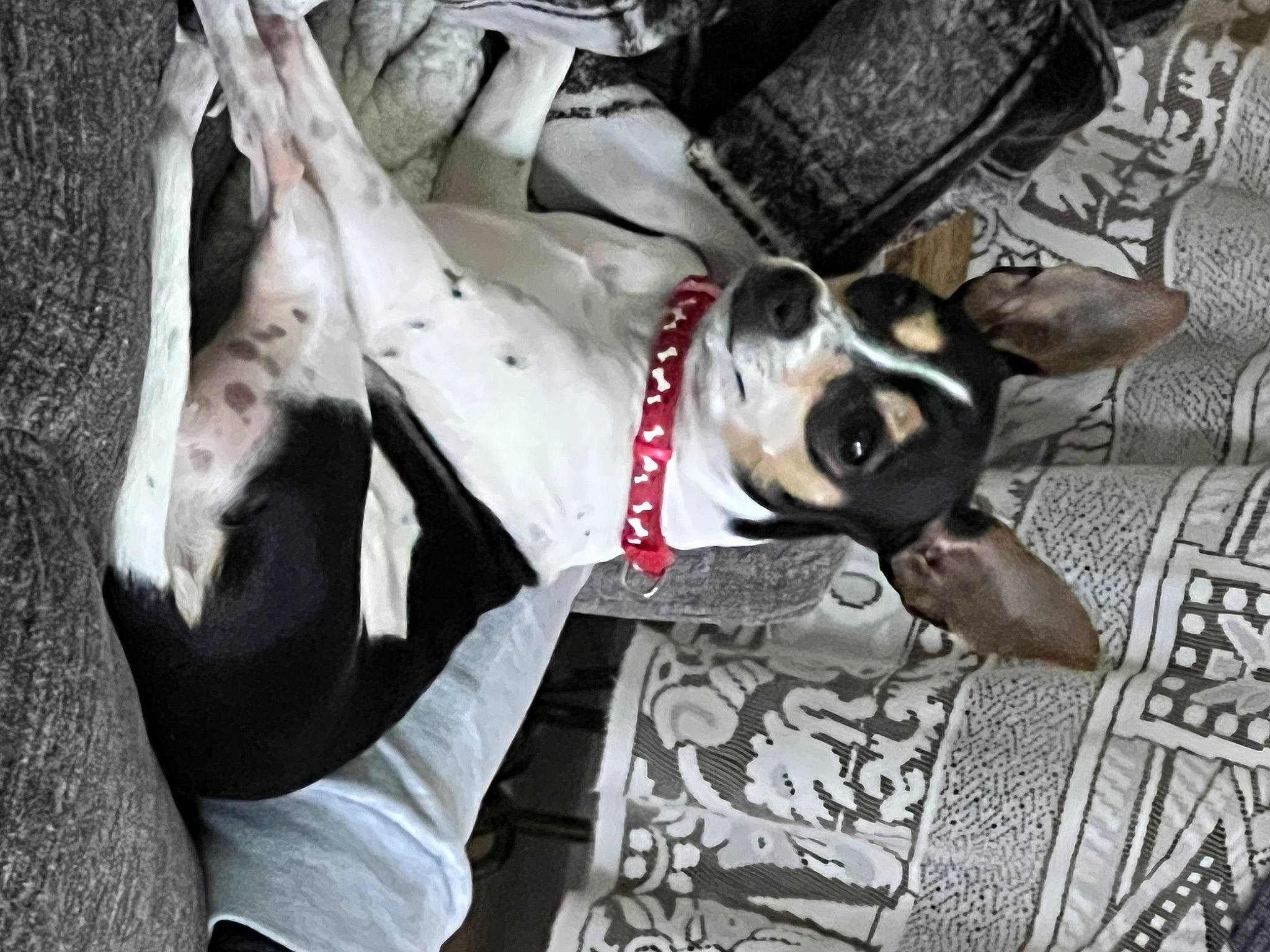 Lulu is registered to the contest to win money with this photo: canidae, carmine, carnivore, collar, comfort, companion_dog, dog, dog_breed, dog_collar, dog_supply, eyewear, fawn, fur, grey, linens, non_sporting_group, snout, sporting_group, whiskers, working_animal