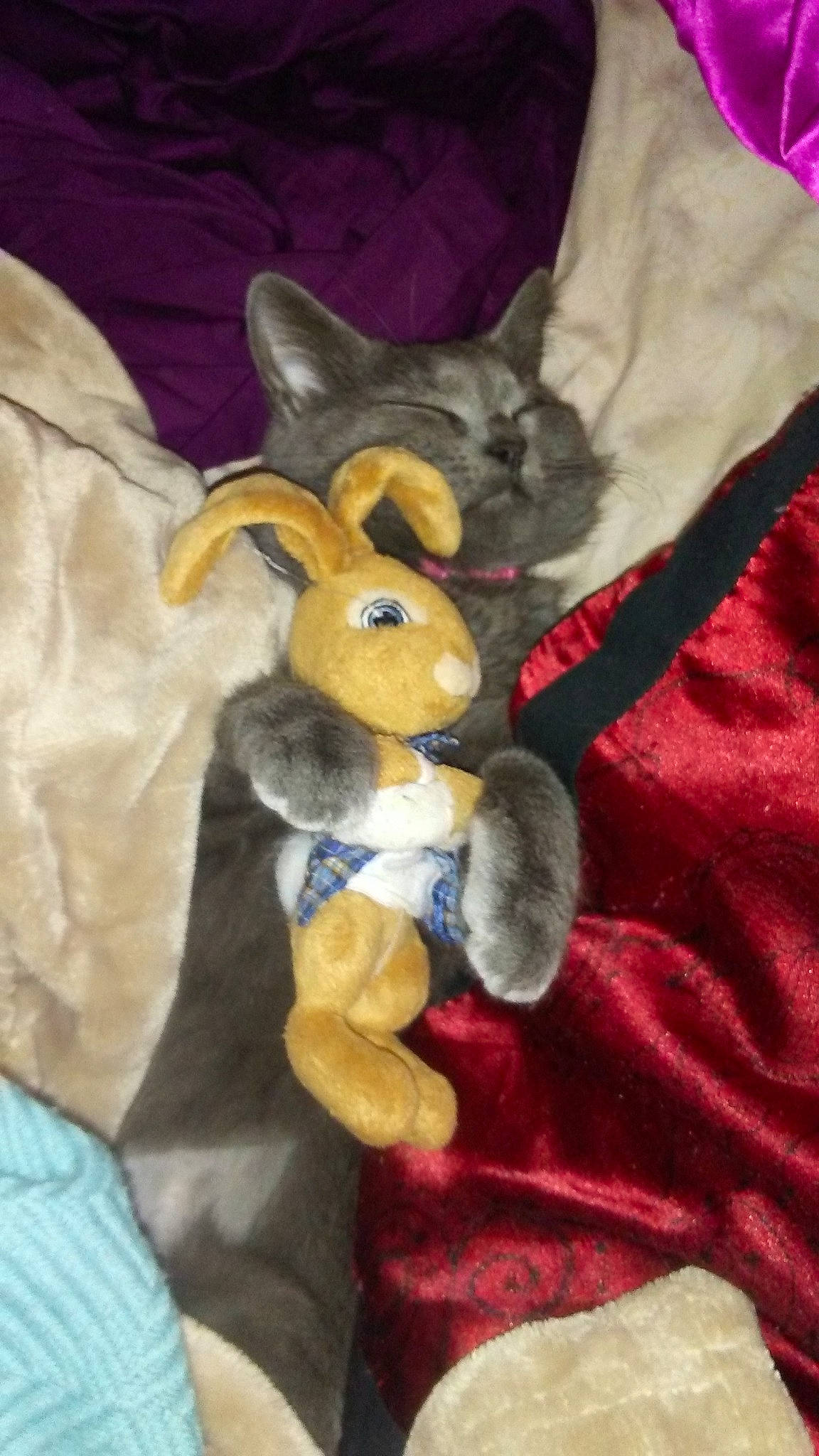 Akasha joined the competition — help win amazing prizes! domestic_rabbit, ear, fawn, hare, plush, rabbit, rabbits_and_hares, stuffed_toy, toy