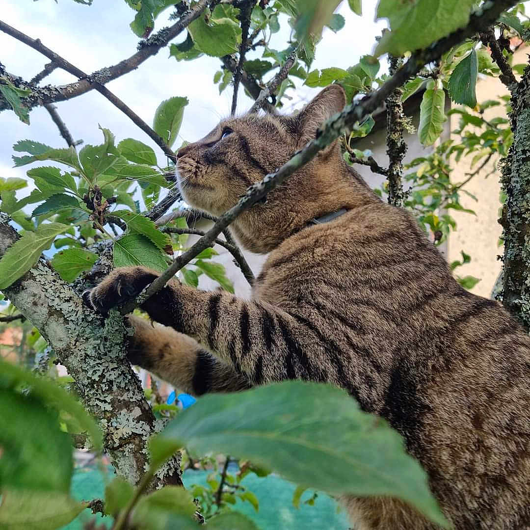 Peluche a rejoint le concours — aidez-le/la à gagner de superbes lots ! bobcat, branch, carnivore, cat, domestic_short_haired_cat, felidae, fur, lynx, plant, small_to_medium_sized_cats, snout, tail, terrestrial_animal, tree, trunk, twig, whiskers, wildlife, wood