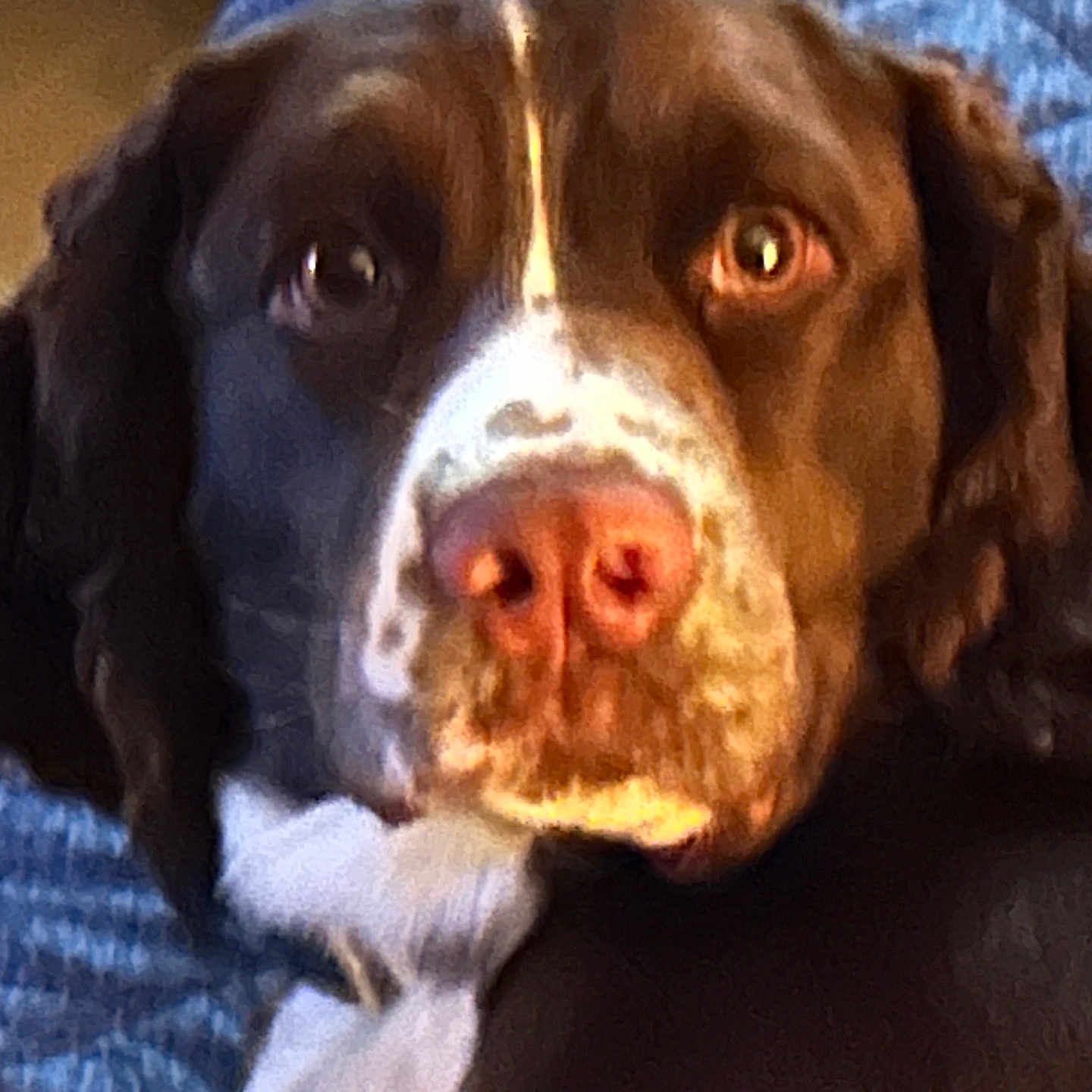 Bodie