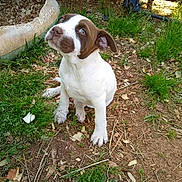 Penny joined the competition — help win amazing prizes! animal, brown, canine, cute, dirt, dog, doghouse, ears, eyes, face, grass, ground, leaf, nature, outdoor, pet, puppy, sitting, white, young