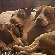 Honey Penny Poonanny is registered to the contest to win money with this photo: dog, sleeping, snuggling, pets, cozy, brown, white, fur, indoors, blanket, resting, closeup, companion, animal, peaceful, cute, three, friendship, warm, relaxed