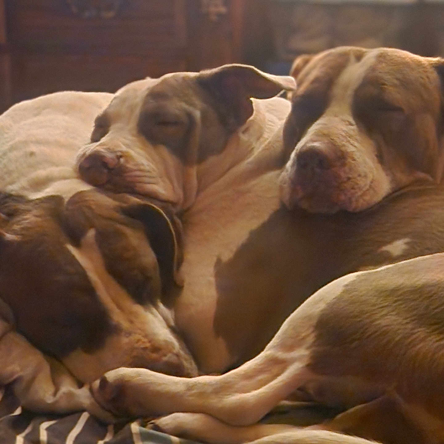 Honey Penny Poonanny