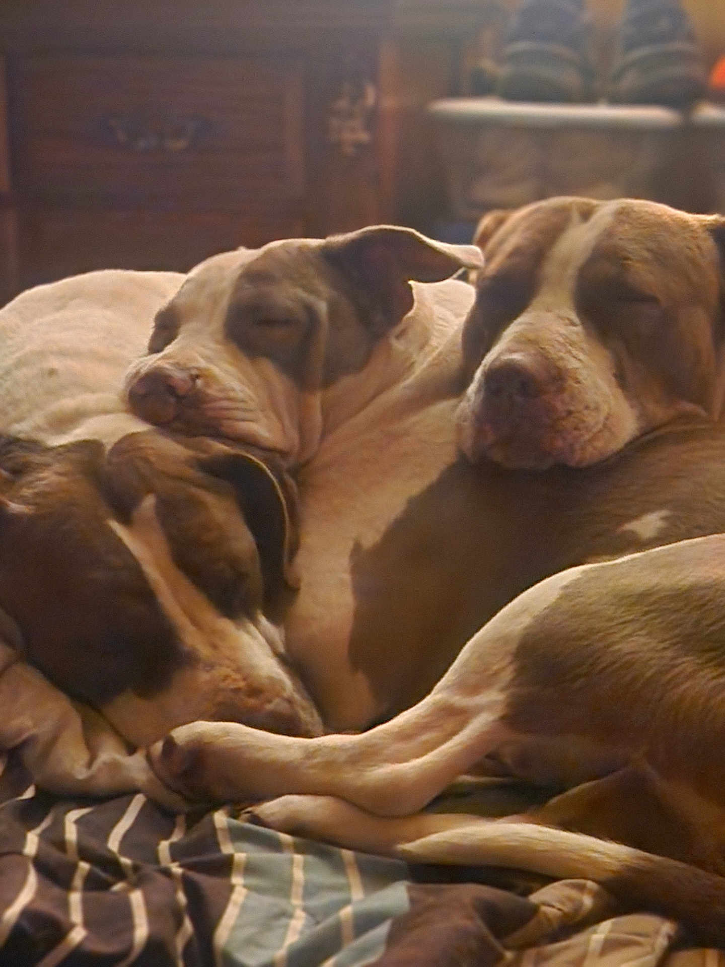 Honey Penny Poonanny is registered to the contest to win money with this photo: dog, sleeping, snuggling, pets, cozy, brown, white, fur, indoors, blanket, resting, closeup, companion, animal, peaceful, cute, three, friendship, warm, relaxed