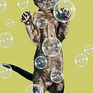 Obie is registered to the contest to win money with this photo: cat, black_cat, standing, bubbles, playful, curious, pet, animal, feline, fur, whiskers, ears, tail, indoor, isolated, background, cute, small, young, alert