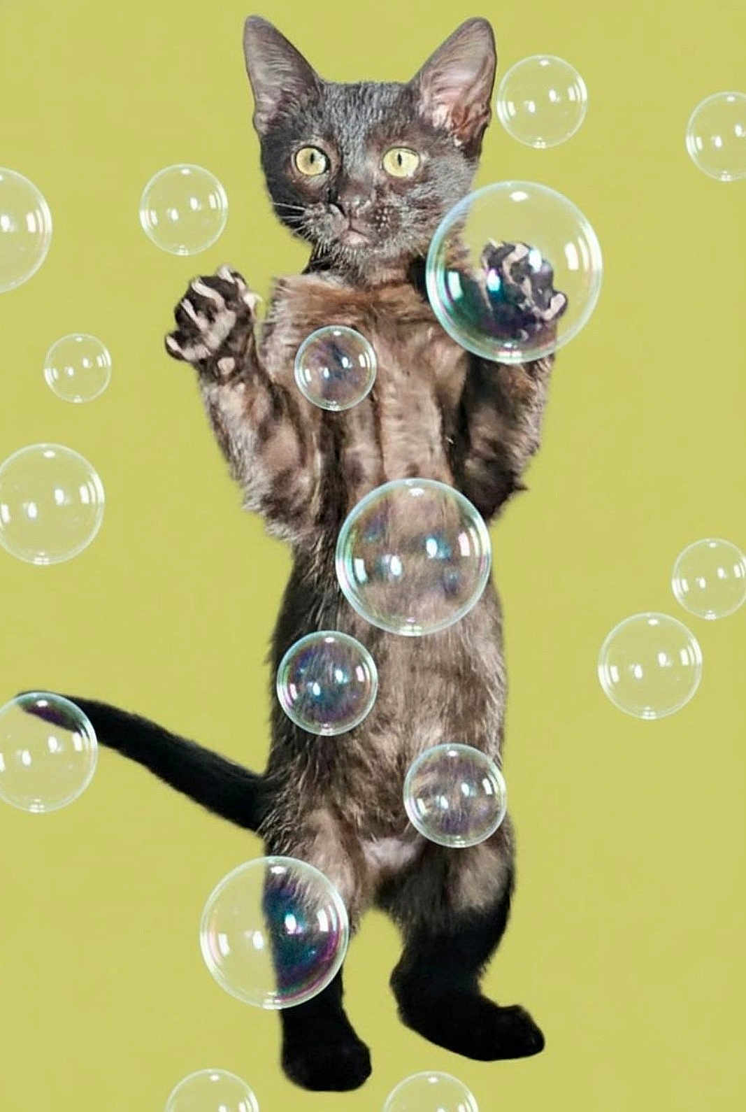 Obie is registered to the contest to win money with this photo: cat, black_cat, standing, bubbles, playful, curious, pet, animal, feline, fur, whiskers, ears, tail, indoor, isolated, background, cute, small, young, alert
