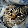 Orion joined the competition — help win amazing prizes! animal, blanket, cat, close_up, comfort, cozy, cute, eyes, face, fur, indoors, pet, portrait, resting, sleepy, snuggled, soft, tabby_cat, warm, whiskers