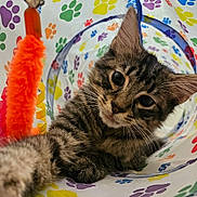 Orion joined the competition — help win amazing prizes! cat, kitten, tabby, paw_prints, tunnel, toy, orange_toy, curious, playful, closeup, indoor, pet, animal, feline, whiskers, fur, cute, stretching, colorful, background