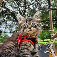 Orion is registered to the contest to win money with this photo: animal, cat, closeup, curious, daylight, fluffy, fur, greenery, harness, kitten, leaves, nature, outdoor, park, pet, playground, rope_bridge, trees, whiskers, young