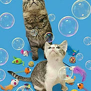 Ash joined the competition — help win amazing prizes! cat, kitten, bubble, toy, playful, cute, curious, pet, animal, blue_background, colorful, feline, young_cat, whiskers, indoor, fun, looking_up, striped_cat, white_cat, tabby_cat