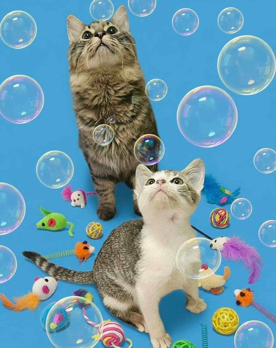 Ash joined the competition — help win amazing prizes! cat, kitten, bubble, toy, playful, cute, curious, pet, animal, blue_background, colorful, feline, young_cat, whiskers, indoor, fun, looking_up, striped_cat, white_cat, tabby_cat