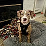 dog, pet, indoor, dog_bed, blanket, fireplace, carpet, brown_dog, black_harness, sitting, looking_at_camera, ears, nose, eyes, furniture, home, cozy, animal, portrait, floor