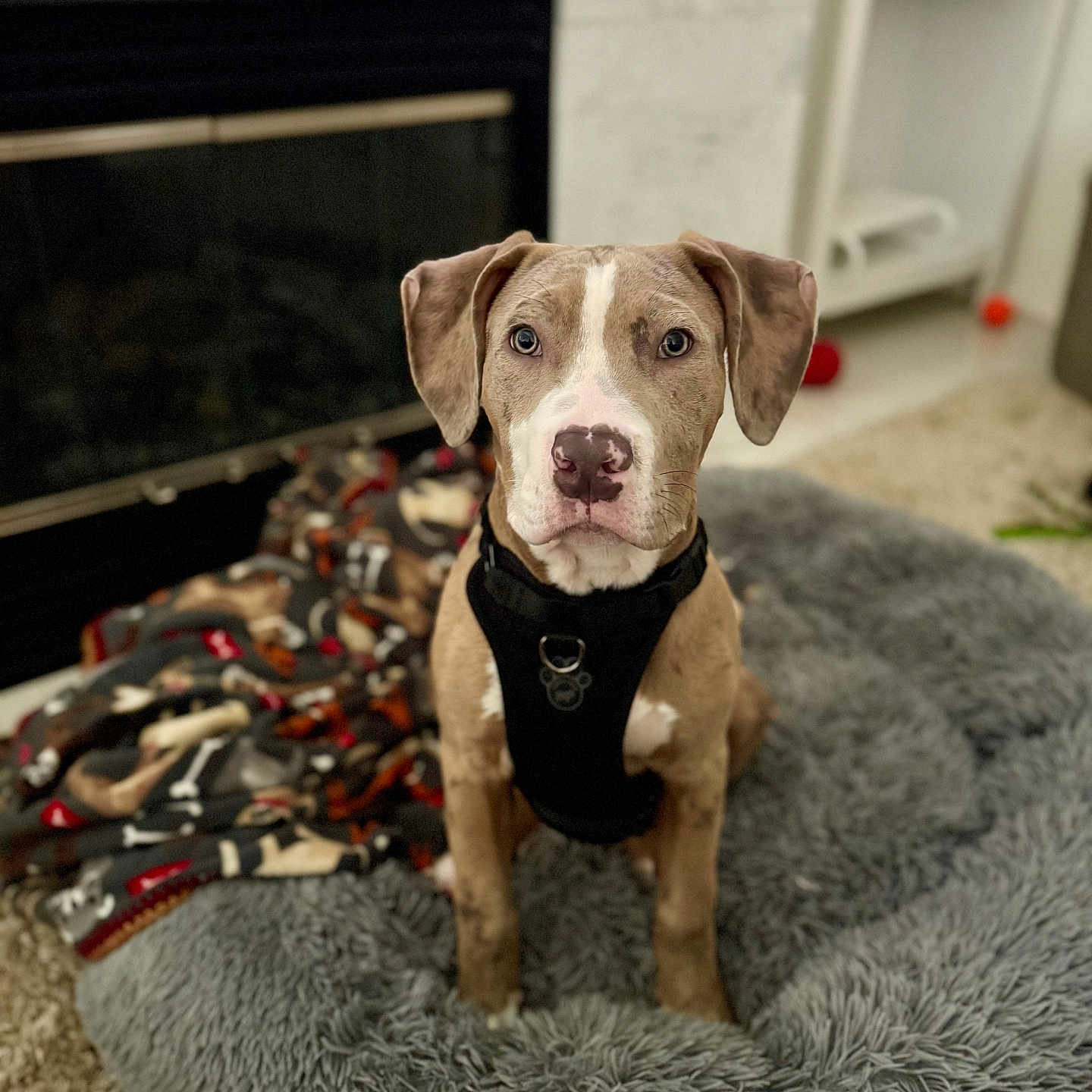 Leo is registered to the contest to win money with this photo: animal, black_harness, blanket, brown_dog, carpet, cozy, dog, dog_bed, ears, eyes, fireplace, floor, furniture, home, indoor, looking_at_camera, nose, pet, portrait, sitting