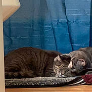 Socks And Monkey is registered to the contest to win money with this photo: cat, cats, sleeping, snuggling, rug, blue_curtain, bathroom, toilet, wooden_floor, indoor, pet, feline, cozy, resting, domestic, animal, cute, companions, relaxing, home