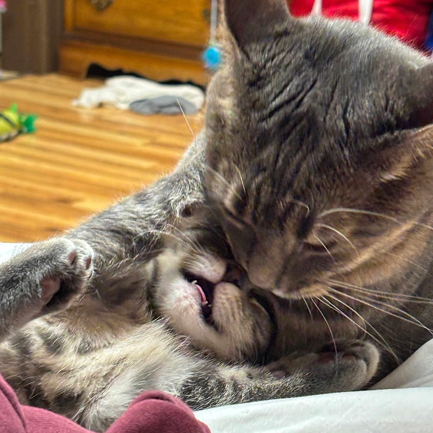 Socks And Monkey