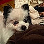 dog, small_dog, fluffy_dog, black_and_white, fur, ears, nose, eyes, blanket, cushion, sofa, human_hand, cozy, indoors, portrait, closeup, resting, sleepy, pet, whiskers