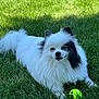 dog, small_dog, pomeranian, pet, fluffy, white_fur, black_patch, tennis_ball, grass, lawn, outdoor, portrait, animal, sitting, lying_down, close_up, fur, face, playful, sunlight
