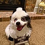dog, small_dog, long_fur, black_and_white, tongue_out, happy, pet_costume, sign, carpet, fireplace, brick_wall, lantern, indoor, domestic, portrait, closeup, eyes, nose, paws, smiling