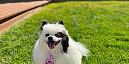 Tesla joined the competition — help win amazing prizes! dog, pomeranian, pet, white_fur, black_markings, tongue_out, smile, grass, lawn, outdoor, sunny, neck_tag, portrait, bokeh, shallow_depth_of_field, fence, tree, shadow, happy, small_dog