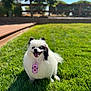 dog, pomeranian, pet, white_fur, black_markings, tongue_out, smile, grass, lawn, outdoor, sunny, neck_tag, portrait, bokeh, shallow_depth_of_field, fence, tree, shadow, happy, small_dog
