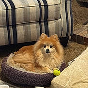 Newton joined the competition — help win amazing prizes! dog, pomeranian, pet, dog_bed, tennis_ball, couch, striped_couch, carpet, living_room, fluffy, fur, small_dog, paws, toy, cozy, indoor, blanket, pillow, fireplace, face