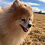 Newton joined the competition — help win amazing prizes! dog, pomeranian, pet, fluffy, fur, closeup, portrait, tongue, nose, grass, tennis_ball, outdoor, park, sunny, blue_sky, happy, small_dog, smile, playing, daytime