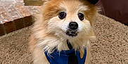 Newton is registered to the contest to win money with this photo: dog, pomeranian, pet, costume, police_hat, bandana, badge, fur, cute, portrait, indoor, carpet, lantern, brick, collar, sitting, small_dog, eyes, toy, home