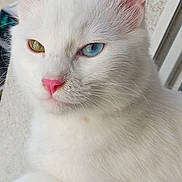 Nala participe au concours pour gagner de l'argent avec cette photo : cat, white_cat, heterochromia, blue_eye, green_eye, pink_nose, feline, pet, window, ledging, fur, whiskers, closeup, portrait, animal, cute, domestic_cat, indoors, relaxed, soft_light