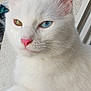 cat, white_cat, heterochromia, blue_eye, green_eye, pink_nose, feline, pet, window, ledging, fur, whiskers, closeup, portrait, animal, cute, domestic_cat, indoors, relaxed, soft_light