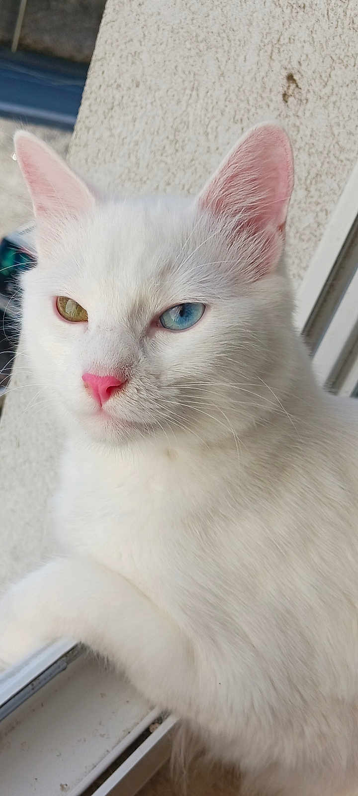 Nala